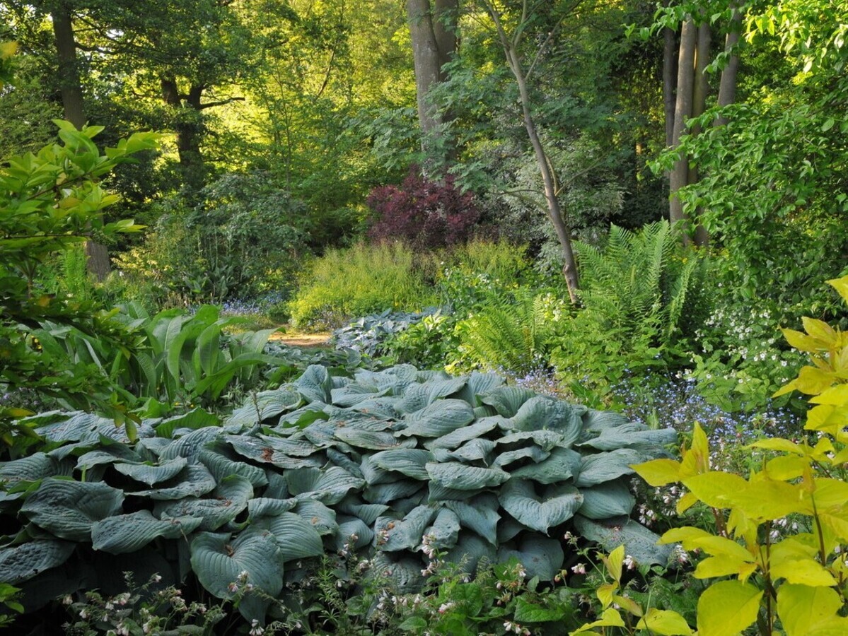 How to grow and get the best from your hostas