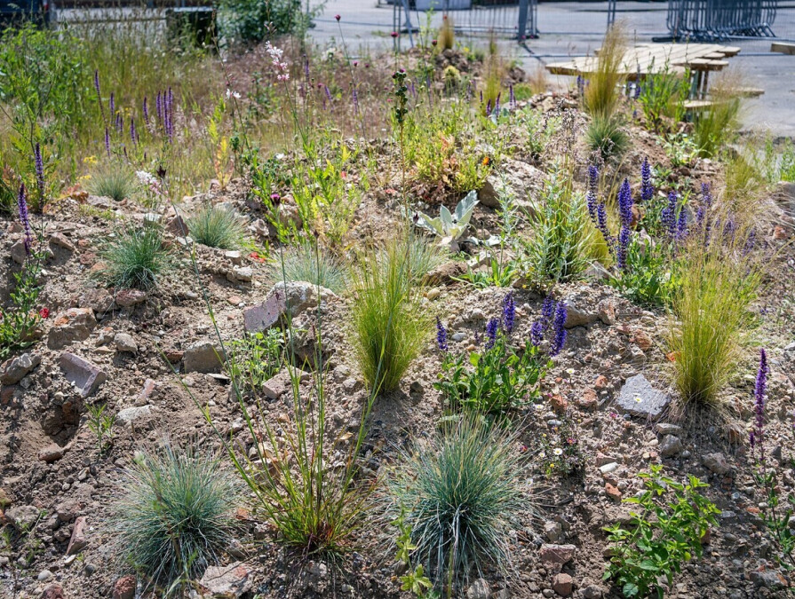 Meanwhile Garden