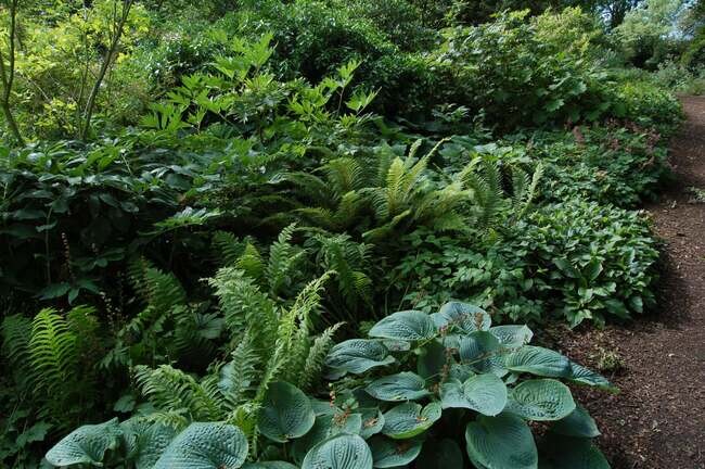 Beth Chatto S Woodland Garden The Beth Chatto Gardens
