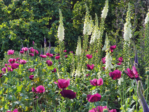 Our Gardens